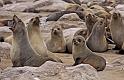113 Cape Cross seal colony